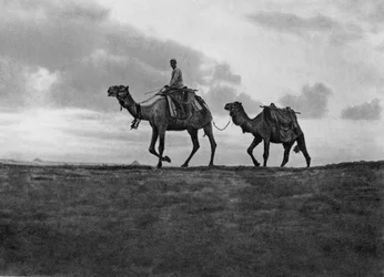 カイロ、エジプト、c1920s外の砂漠のラクダ