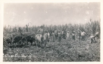 杖切断、c1930