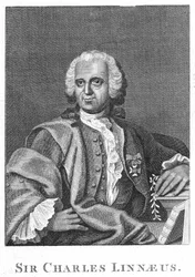 Carolus Linnaeus、18世紀スウェーデンの博物学者