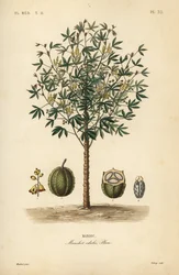 キャッサバ、ユカまたはマニオック植物、Manihot esculenta、Manihot edulis、Manioc
