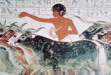 検査のために持ち込まれた牛: Nebamun no 5、エジプト、c1350 BC の墓からの壁画