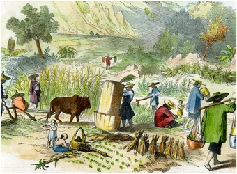 中国の収穫、香港、c1875