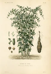 チャイニーズヤムまたはシナモンバイン、Dioscorea polystachya、Dioscorea batatas、Igname de Chine