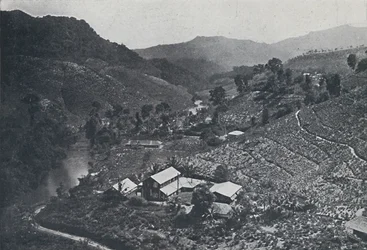 スリランカの茶畑、1924年
