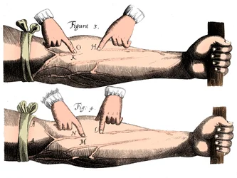 血の循環、1628