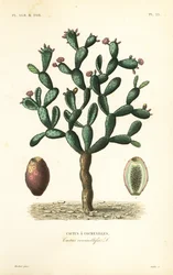 コチニールサボテン、Nopalea cochenillifera、Opuntia cochenillifera、Cactus cochenillifer、Cactus coccinellifer、Cactus a cochenilles