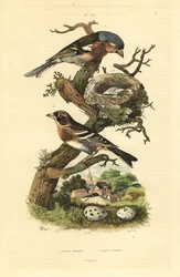 巣と卵を持つチャフィンチ（Fringilla coelebs）、卵を持つブランブリング（Fringilla montifringilla） Pinson commun et pinson d
