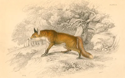 キツネキツネキツネ属、1828年