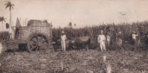 コルテデカンナ。 -サトウキビを集めます。キューバ、c1900
