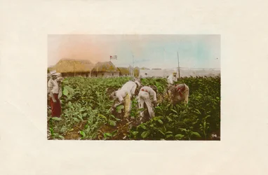 タバコの収穫。 -タバコプランテーション。、C1910