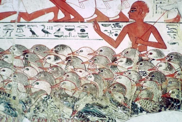 ガチョウを数える：ネバメンの墓、テーベ、エジプト、紀元前1350年頃の壁画の断片