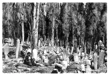 1895年、トルコ、スクタリの墓地にあるヒノキの木