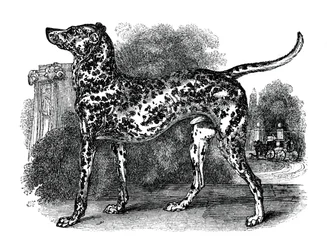 ダルメシアン犬、1848