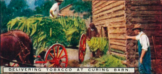 1926年のCuring Barnでのタバコの配達
