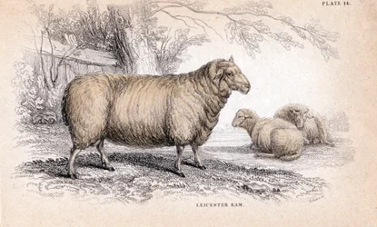 ディッシュリーニューレスターラム、c1840