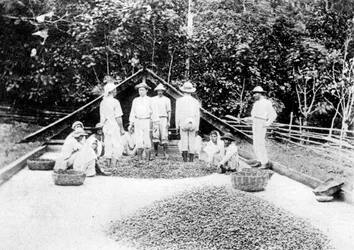 ココアの乾燥、トリニダード、c1900年代