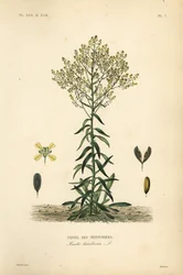 染色家のワド、Isatis tinctoria、Pastel des Teinturers