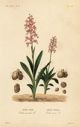 初期の紫色の蘭、Orchis mascula, Orchis male, および緑色の翼のある蘭、Anacamptis morio, Orchis morion