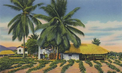 東インディアンの小屋、トリニダード、BWI、c1940年代。