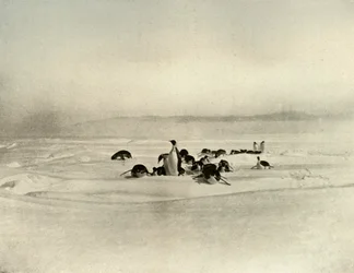 皇帝トボガンニング、c1908、1909