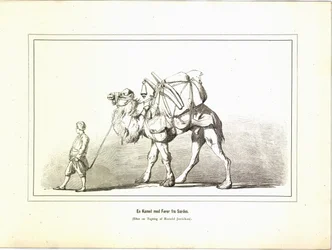 サルディスのラクダと御者。エリーザベト・イェリハウ＝バウマンの書籍「Brogede rejsebilleder」から採られた図版、Forlagsbureauet刊（コペンハーゲン、1881年）