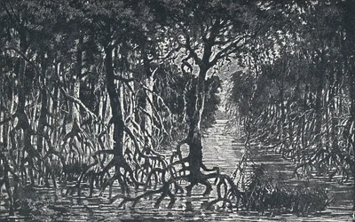 赤道アフリカの森、1924