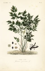 ユーラシアン・バンベリーまたはハーブ・クリストファー、Actaea spicata、Actee a epi