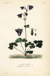 European columbine, Aquilegia vulgaris, Ancolie vulgaire