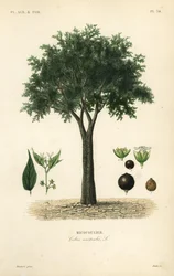 ヨーロッパのイラクサの木、地中海のハックベリー、ロートの木、またはハニーベリー、Celtis australis、micocoulier