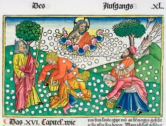 出エジプト記 16:13-22: 神はウズラとマナをイスラエル人に与える