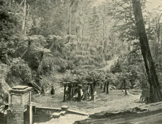 シダの木のバウアーアンドトラック、ウェリントン山、1901年。