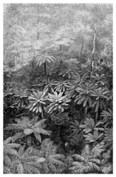 シダの木ガリー、オーストラリア、1886