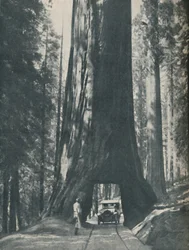 史上最大の生物の優れた標本、c1935