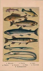 魚、1907、1907