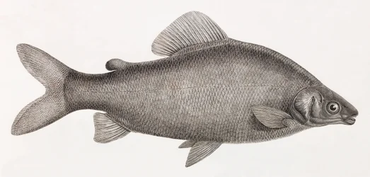 魚です。Le Characin Nefasch