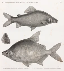 フィッシュ。Le Characin Nefasch & Le Serrasalme Citharine