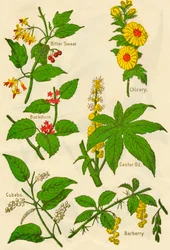 花：苦い甘い、クロウメモドキ、Cubebs、チコリ、ヒマシ油、メギ、c1940。