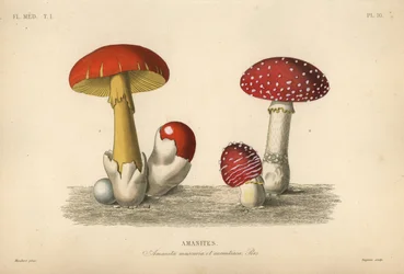 ハエトリグサのキノコ（Amanita muscaria）、ヒラタケのキノコ（Amanita aurantiaca）。