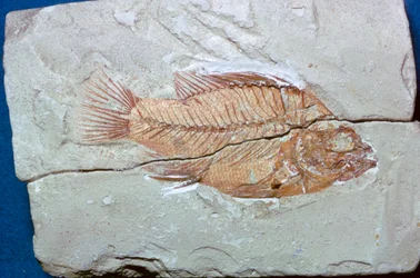 魚の化石