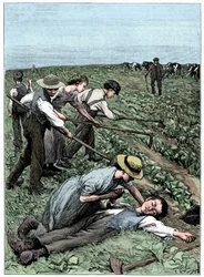児童労働の集団制、C1885