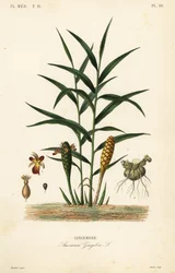ショウガまたはショウガ根、Zingiber officinale、Amomum zingiber、Gingembre