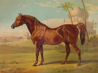 ゴールディ、高級アラブ、c1879。