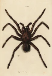 ゴライアス バーディエイト スパイダー、Theraphosa blondi