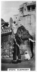 州の衣装を着た政府の象、南インド、c1925