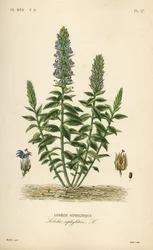 グレートブルーロベリア、Lobelia siphilitica、Lobelia siphylitica、Lobelie siphylitique
