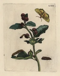 蛾、イモムシ、サナギと一緒のゴボウ（Arctium lappa）の植物 LXIII