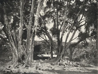 Gummibaume Ficus elastica、1926