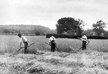 干し草の収穫、1926年