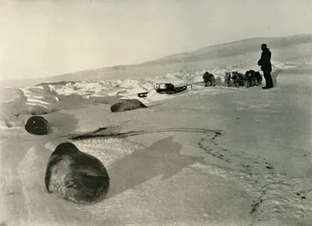 ウィンタークォーター向けのアザラシ肉の運搬、c1908、1909