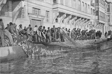 ボスポラス海峡のエミルジャンで15000魚のグリッポでの運搬、1901年、1903年